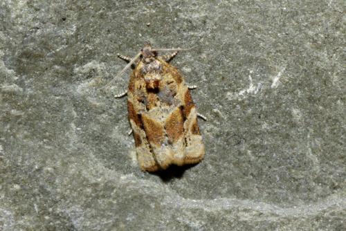 Réf. 190 613 : Argyrotaenia ljungiana